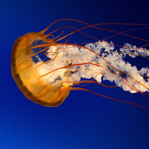 Meet your Posher, Trever